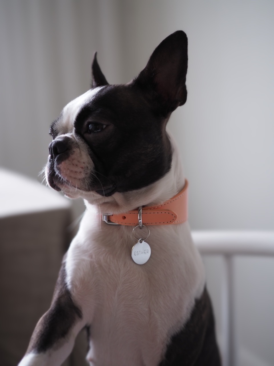 Product photography for Collar of Sweden